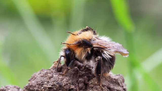 Bombus pascuorum, the common carder bee cleaning itself

