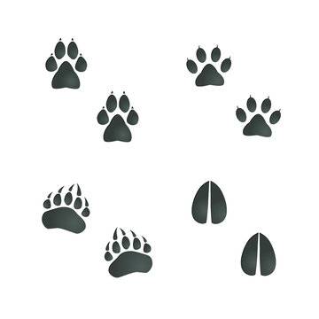 Animals footprint set: cat, dog, bear paw, deer hoof. Isolated illustration graphic vector
