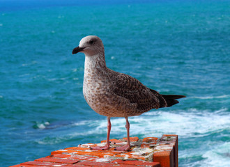 Closeup of a seagull in the coast