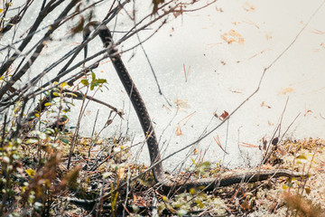 Long viper descends from branch to the snow on warm spring day.