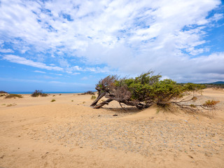 A wonderful centuries-old juniper tree, twisted and immersed in the sand of Piscinas, a desert of golden dunes in Sardinia region, Italy