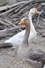 Obraz premium duck ,drake and goose