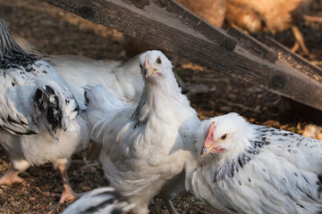 Young Sussex hens on a home farm.