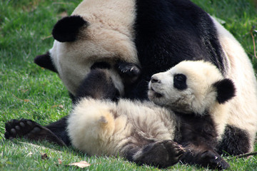 Chengdu pandas