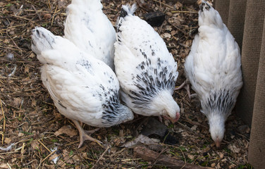 Young Sussex hens on a home farm.