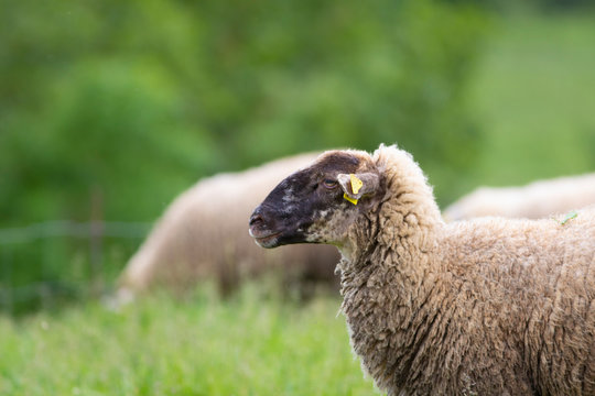 Oveja pastando en un prado