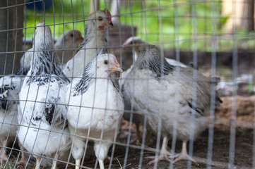 Young Sussex hens on a home farm.