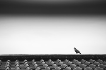 birds on roof