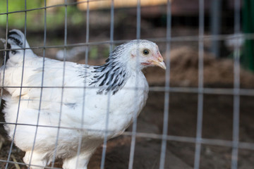 Young Sussex hens on a home farm.