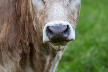 Hocico de una vaca de raza bruna dels Pirineus (bruna de los Pirineos)