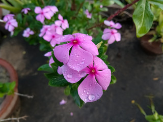 Water droplets on pink Madagascar Periwinkle