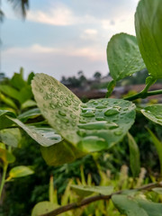 Water droplets on Lemon tree leaves