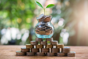 Plant money coins saving growth up to profit interest for concept investment mutual fund finance...