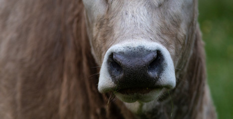 Hocico de una vaca de raza bruna dels Pirineus (bruna de los Pirineos)