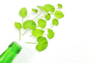 Celebration, freshness and spring season concept. Green glass bottle burst with fresh young leaves.