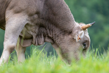 Toro de raza bruna dels Pirineus (bruna de los Pirineos)