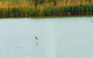 Naklejka premium View of a swallow flying low over the water in front of reeds