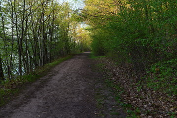 Fototapeta premium path in the woods