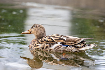 Ente auf dem See