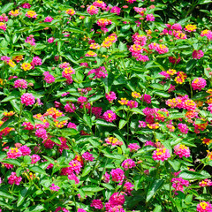 Fototapeta na wymiar Beautiful floral background in the city garden.