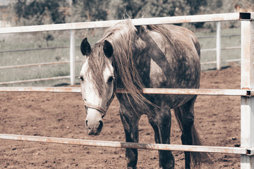 Unbroken white horse in the corral behind the fence.