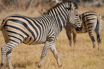 Fototapeta na wymiar Zebras On Field