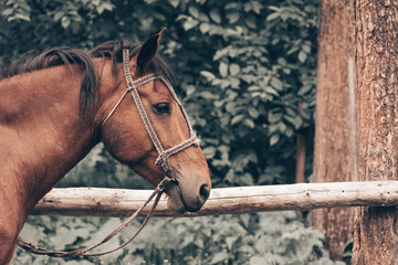 Horse tied to wooden fence to rent people around the city.