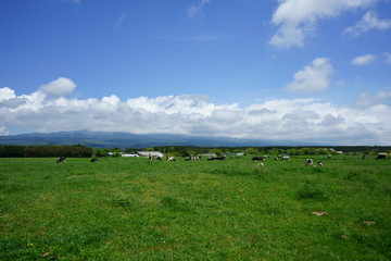 Obraz premium the green sweep of a pasture