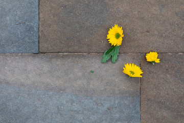 Flores amarillas en el suelo