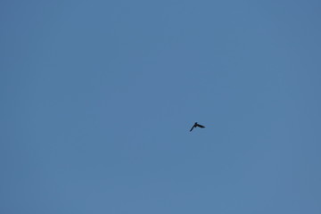 Una cornacchia grigia vola nel cielo blu.