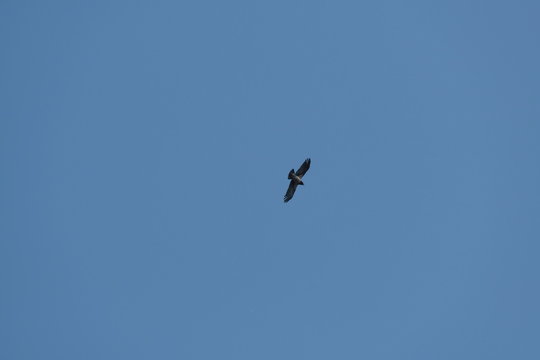 Una cornacchia grigia vola nel cielo blu.