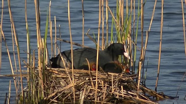 Close up of a eurasian coot nest with adults feeding their small chicks, Fulica atra or Bl&auml;sshuhn
