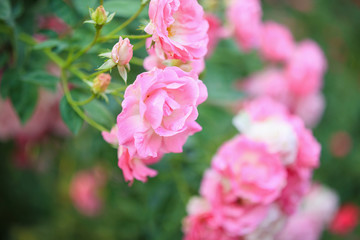 Beautiful pink roses flower in the garden