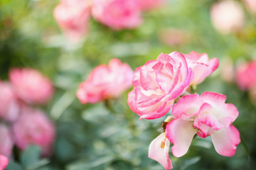 Beautiful pink roses flower in the garden