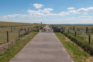 Fototapeta na wymiar sheep walk on a bicycle path in the netherlands
