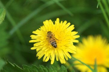 bee on dandelion