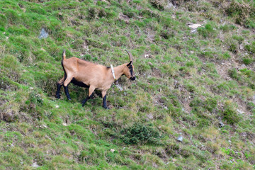 Ziegenherde in den Alpen im Herbst	