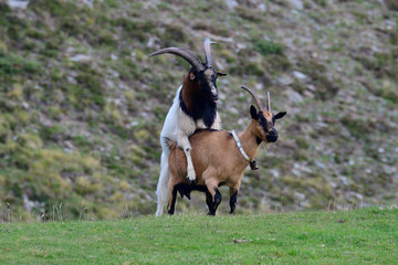 Ziegenherde in den Alpen im Herbst	