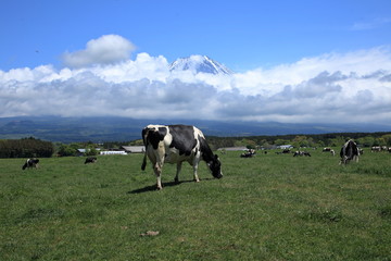 It is located in Shizuoka