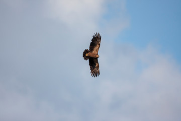 Lesser spotted eagle (Clanga pomarina) is a bird of natural life.