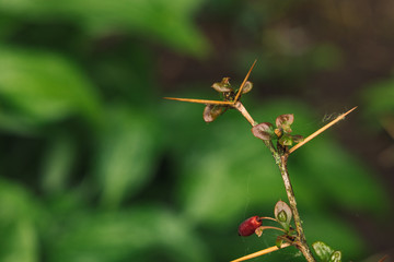 thorn plant branch macro nature photography soft focus concept outside space after rain with blurred background
