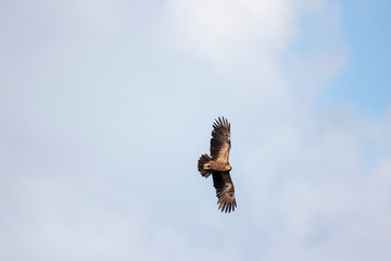 Lesser spotted eagle (Clanga pomarina) is a bird of natural life.