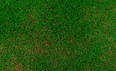 green grass simple background rustic ground nature photography wallpaper poster concept with empty...