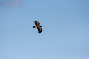 Lesser spotted eagle (Clanga pomarina) is a bird of natural life.