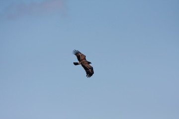 Lesser spotted eagle (Clanga pomarina) is a bird of natural life.