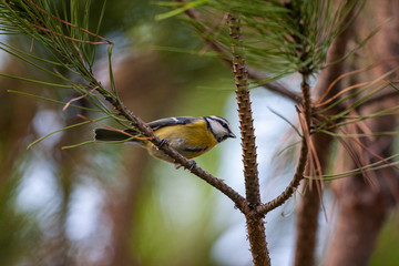 Blue Tit, perched on a branch (Cyanistes caeruleus)