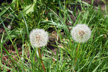 Flowers Dandelions. A pair of dandelions who are ready to shed seeds in the wind.