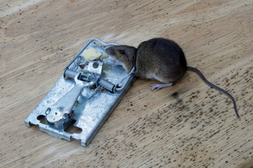 Mouse killed in a metal mouse trap.