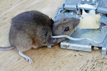 Mouse killed in a metal mouse trap.