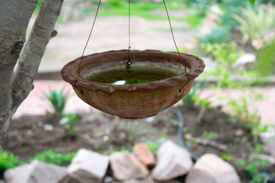Hanging clay pot on tree with water for birds